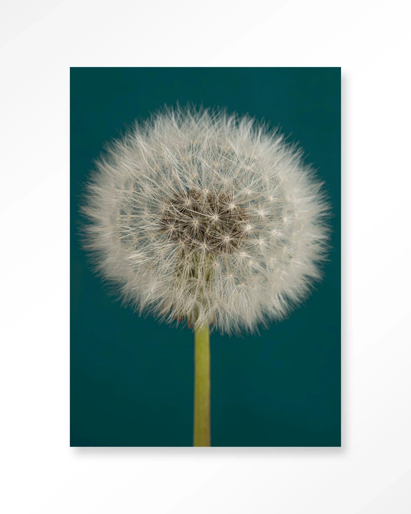 Pluizige Paardenbloem - Moderne Wanddecoratie | Artprint, Glass Art, Wandkleed by Urban Cotton
