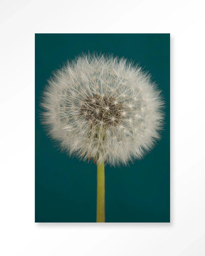 Pluizige Paardenbloem - Moderne Wanddecoratie | Artprint, Glass Art, Wandkleed by Urban Cotton