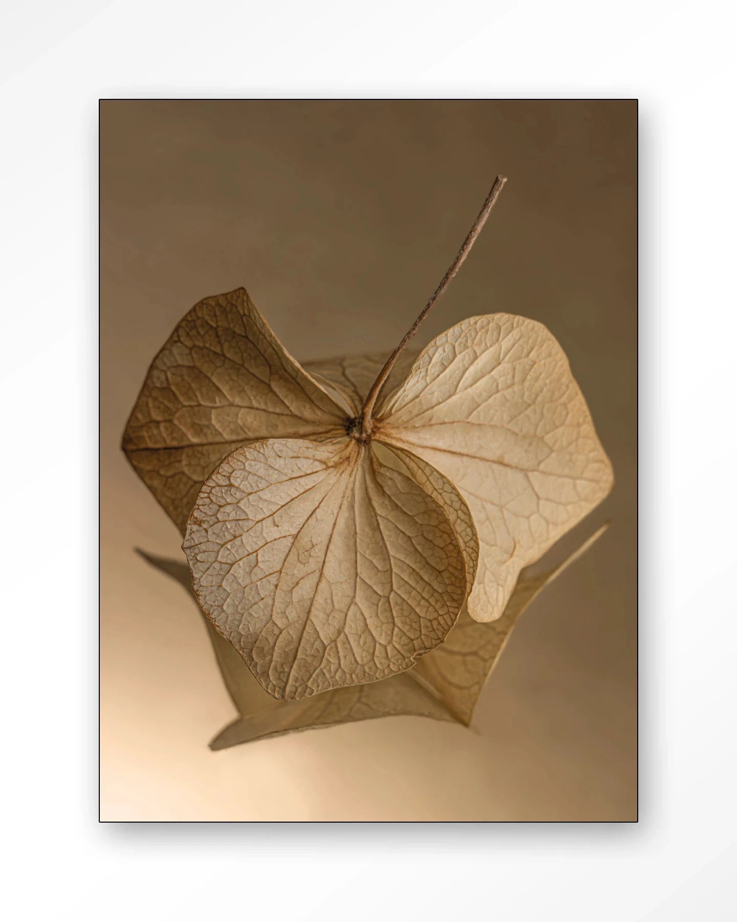 Leaf Me: Sheltered - Moderne Wanddecoratie | Artprint, Glass Art, Wandkleed by Urban Cotton