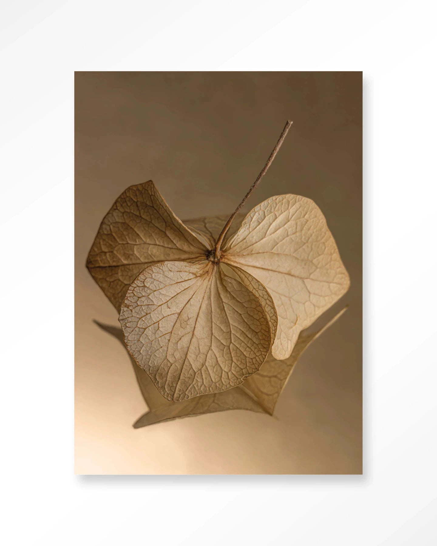 Leaf Me: Sheltered - Moderne Wanddecoratie | Artprint, Glass Art, Wandkleed by Urban Cotton