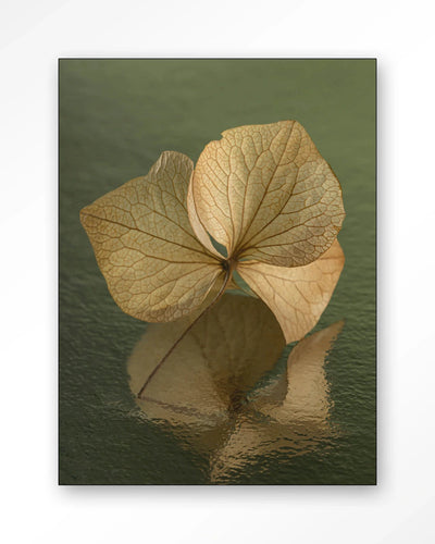 Leaf Me: In Reflection - Moderne Wanddecoratie | Artprint, Glass Art, Wandkleed by Urban Cotton
