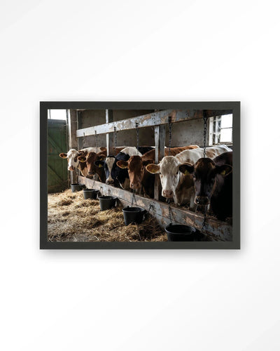 The Cow Barn - Moderne Wanddecoratie | Artprint, Glass Art, Wandkleed by Urban Cotton
