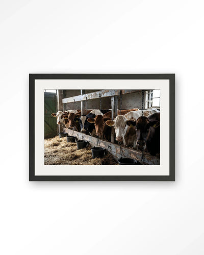 The Cow Barn - Moderne Wanddecoratie | Artprint, Glass Art, Wandkleed by Urban Cotton