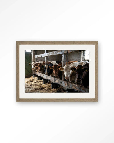 The Cow Barn - Moderne Wanddecoratie | Artprint, Glass Art, Wandkleed by Urban Cotton