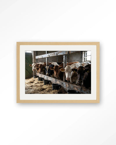 The Cow Barn - Moderne Wanddecoratie | Artprint, Glass Art, Wandkleed by Urban Cotton