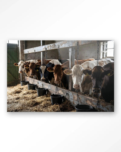 The Cow Barn - Moderne Wanddecoratie | Artprint, Glass Art, Wandkleed by Urban Cotton