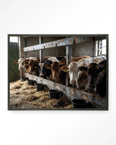 The Cow Barn - Moderne Wanddecoratie | Artprint, Glass Art, Wandkleed by Urban Cotton