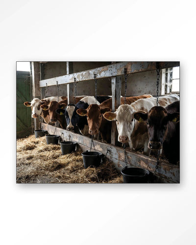 The Cow Barn - Moderne Wanddecoratie | Artprint, Glass Art, Wandkleed by Urban Cotton