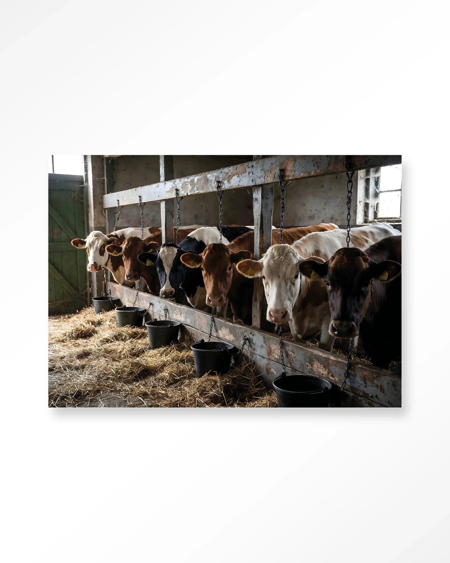 The Cow Barn - Moderne Wanddecoratie | Artprint, Glass Art, Wandkleed by Urban Cotton