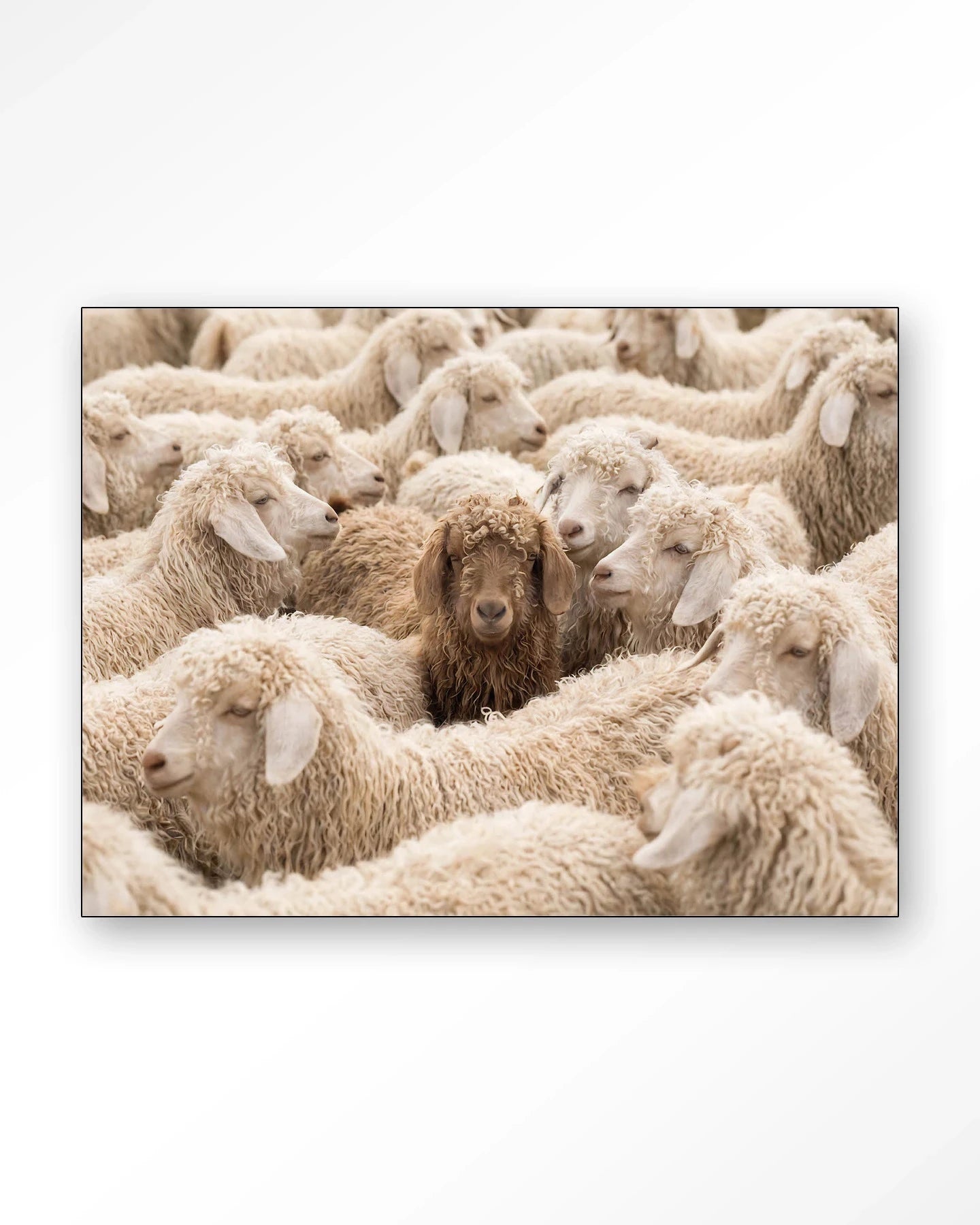 The Herd - Moderne Wanddecoratie | Artprint, Glass Art, Wandkleed by Urban Cotton