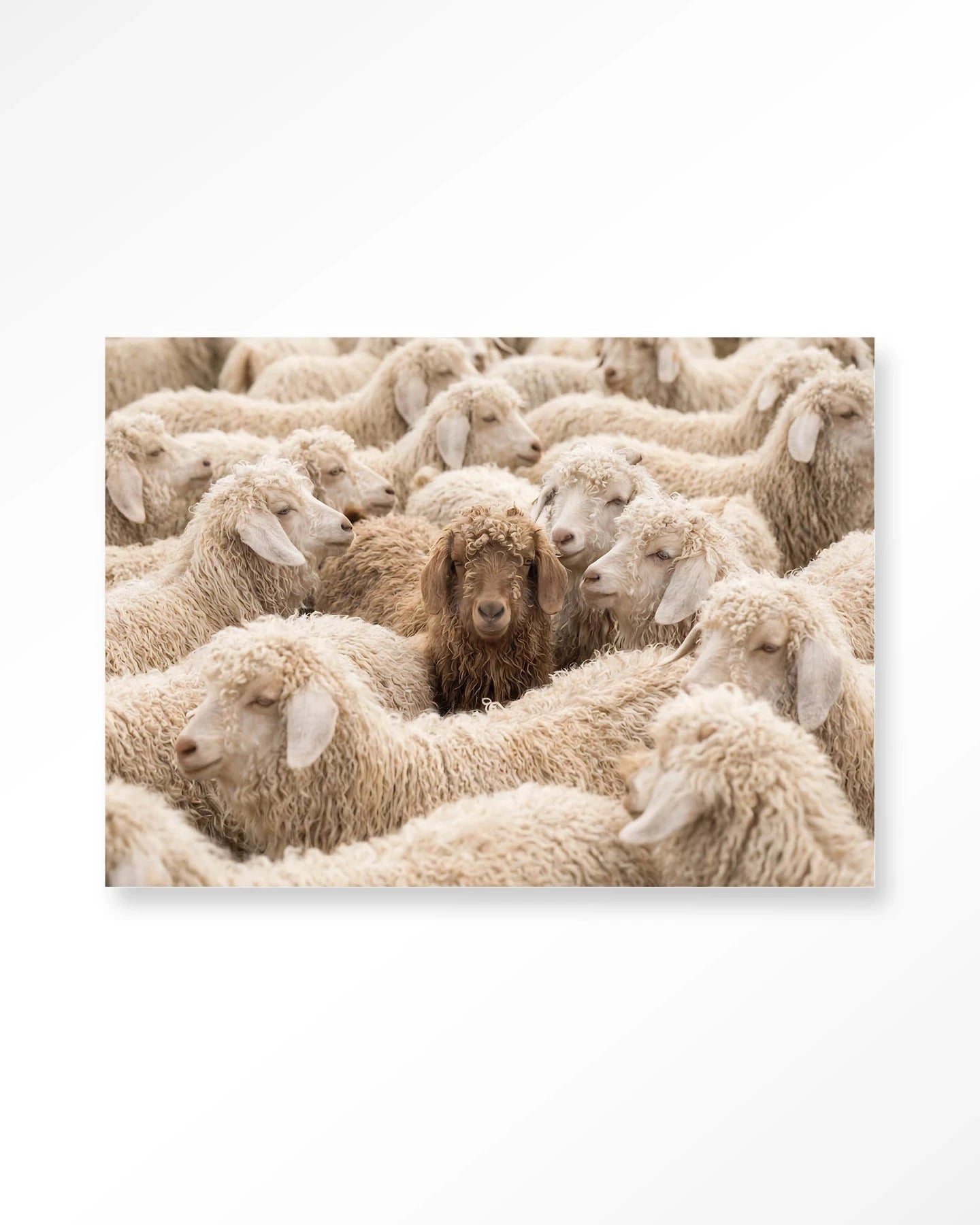 The Herd - Moderne Wanddecoratie | Artprint, Glass Art, Wandkleed by Urban Cotton
