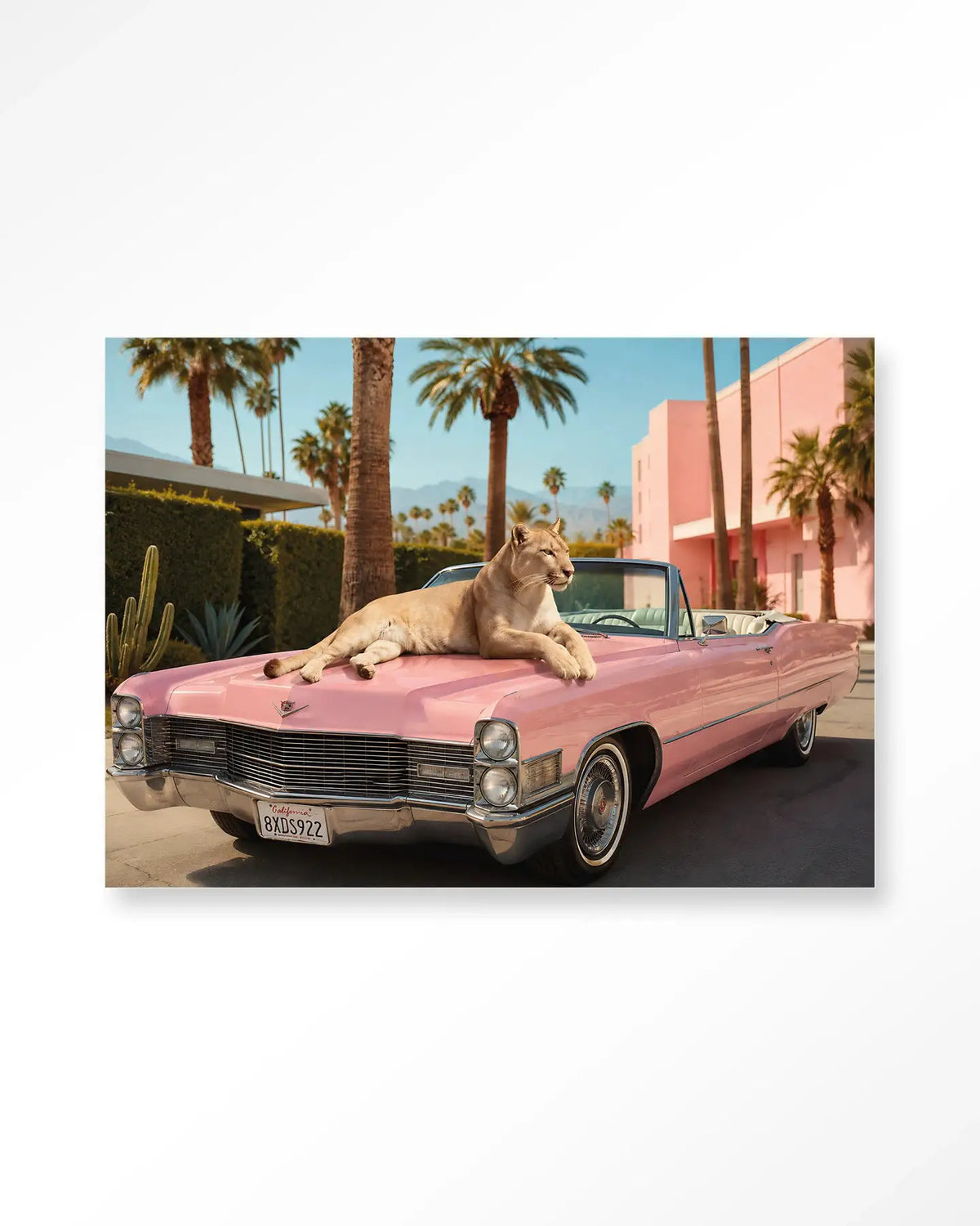 Palm Springs Pet - Moderne Wanddecoratie | Artprint, Glass Art & Wandkleed by Urban Cotton