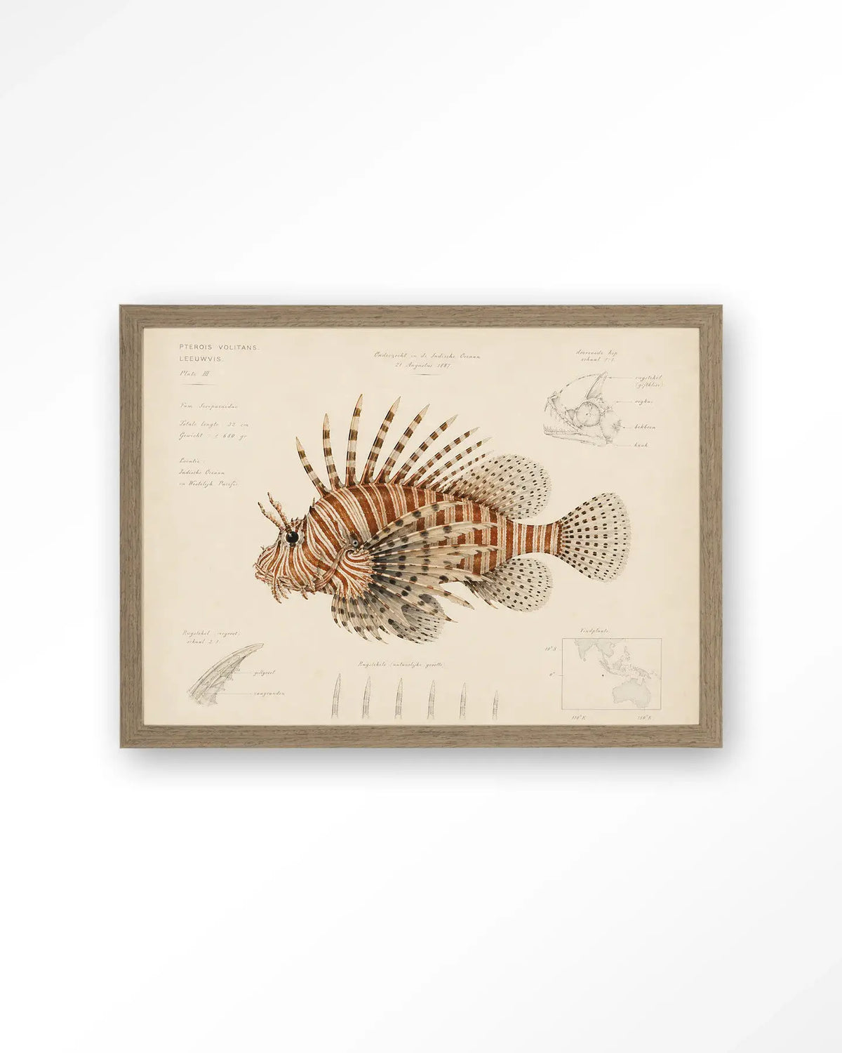 Lion Fish - Moderne Wanddecoratie | Artprint, Glass Art & Wandkleed by Urban Cotton