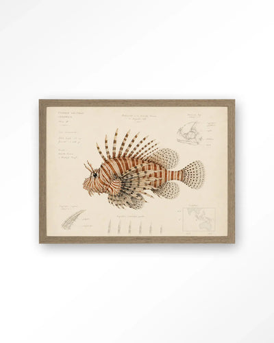 Lion Fish - Moderne Wanddecoratie | Artprint, Glass Art & Wandkleed by Urban Cotton