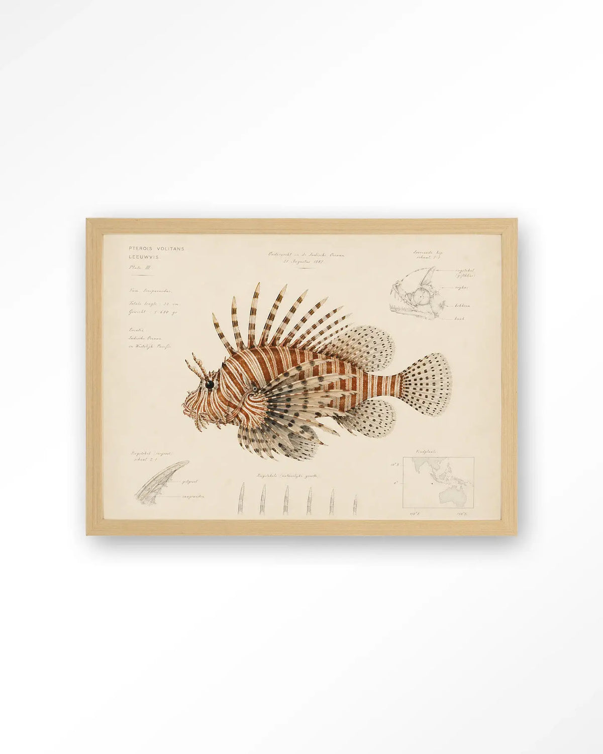 Lion Fish - Moderne Wanddecoratie | Artprint, Glass Art & Wandkleed by Urban Cotton