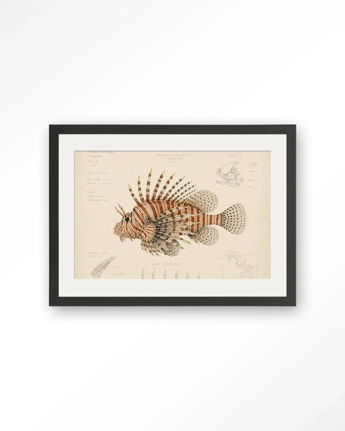 Lion Fish - Moderne Wanddecoratie | Artprint, Glass Art & Wandkleed by Urban Cotton