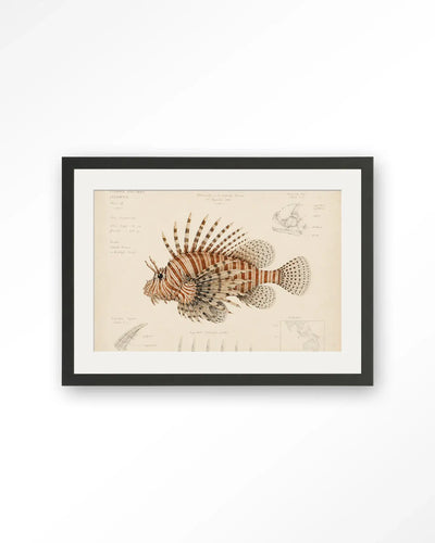Lion Fish - Moderne Wanddecoratie | Artprint, Glass Art & Wandkleed by Urban Cotton