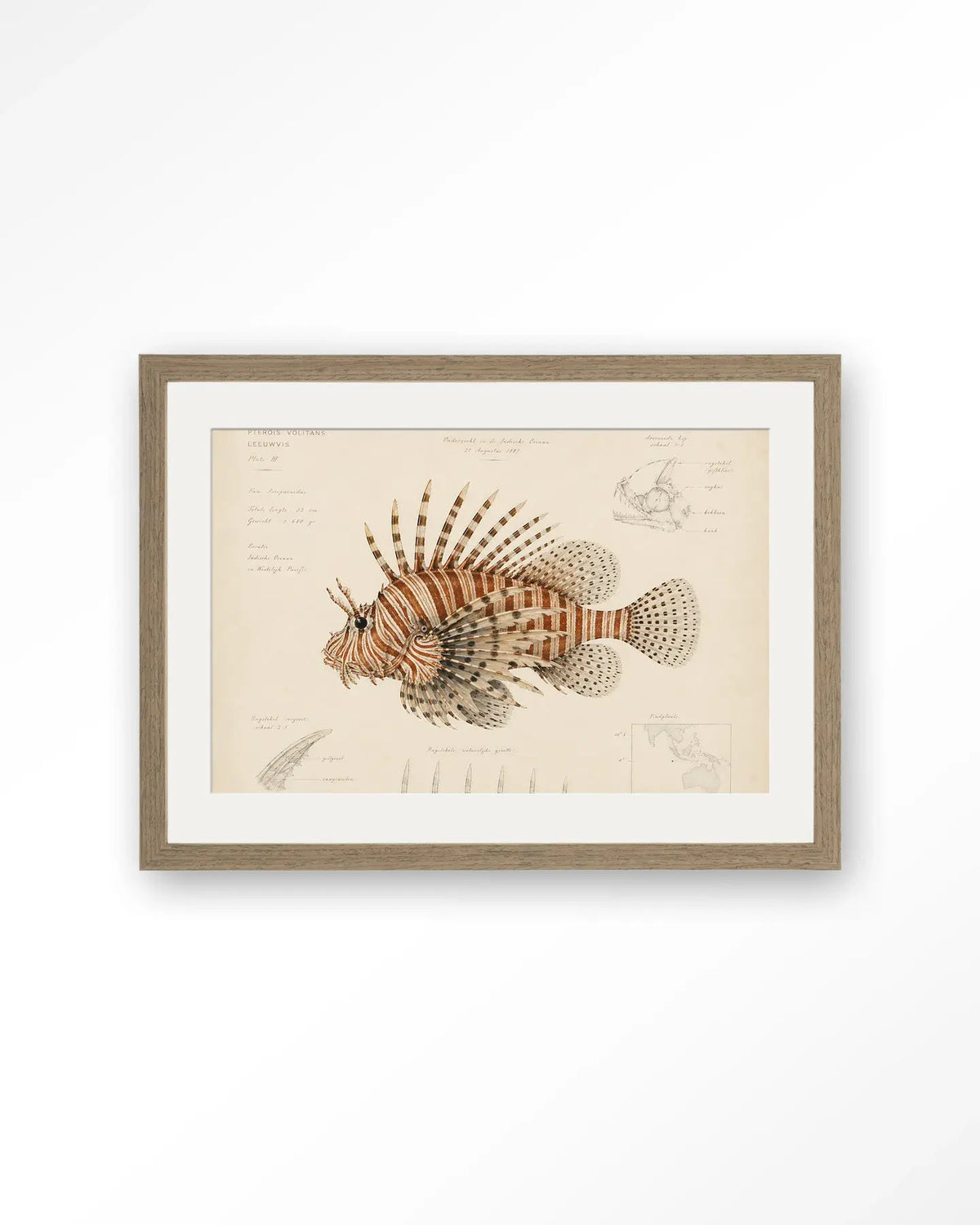 Lion Fish - Moderne Wanddecoratie | Artprint, Glass Art & Wandkleed by Urban Cotton