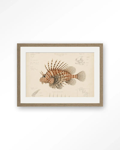Lion Fish - Moderne Wanddecoratie | Artprint, Glass Art & Wandkleed by Urban Cotton