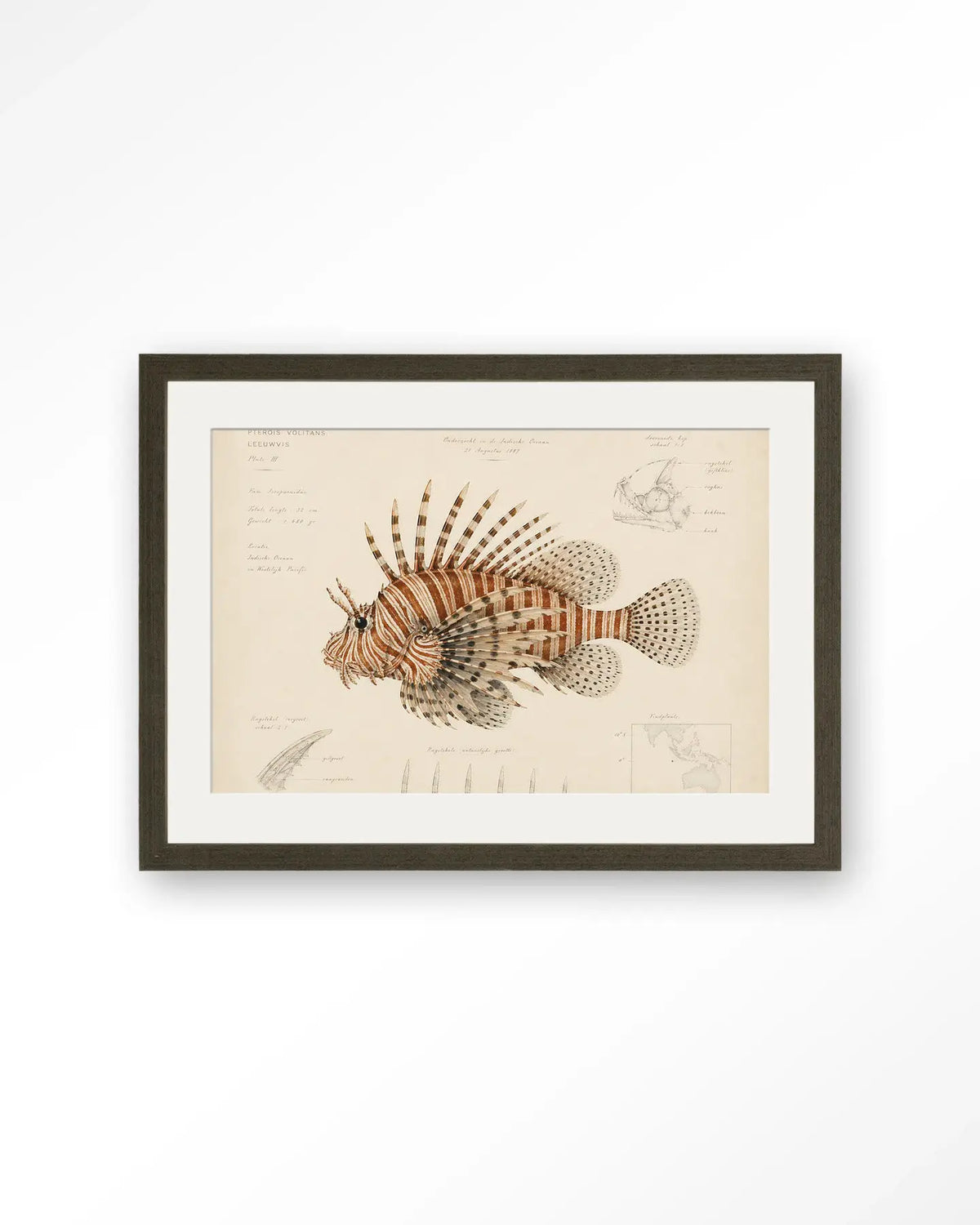 Lion Fish - Moderne Wanddecoratie | Artprint, Glass Art & Wandkleed by Urban Cotton