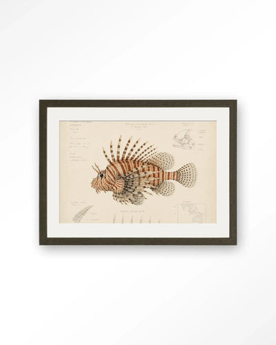 Lion Fish - Moderne Wanddecoratie | Artprint, Glass Art & Wandkleed by Urban Cotton
