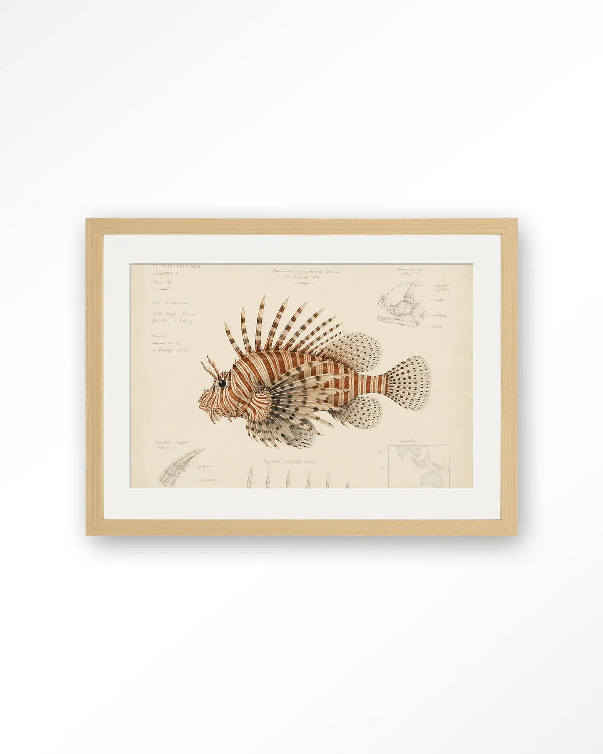 Lion Fish - Moderne Wanddecoratie | Artprint, Glass Art & Wandkleed by Urban Cotton