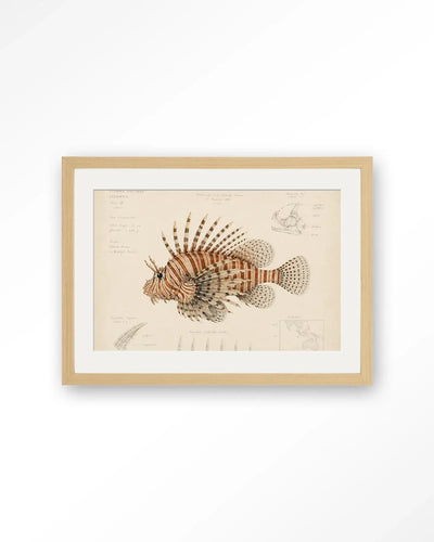 Lion Fish - Moderne Wanddecoratie | Artprint, Glass Art & Wandkleed by Urban Cotton