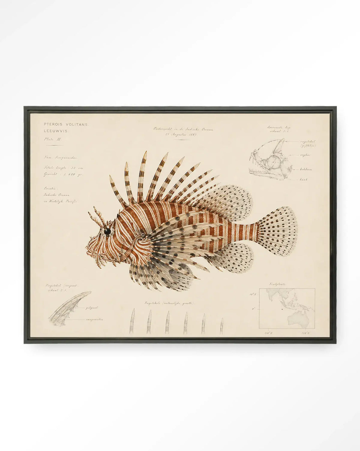 Lion Fish - Moderne Wanddecoratie | Artprint, Glass Art & Wandkleed by Urban Cotton