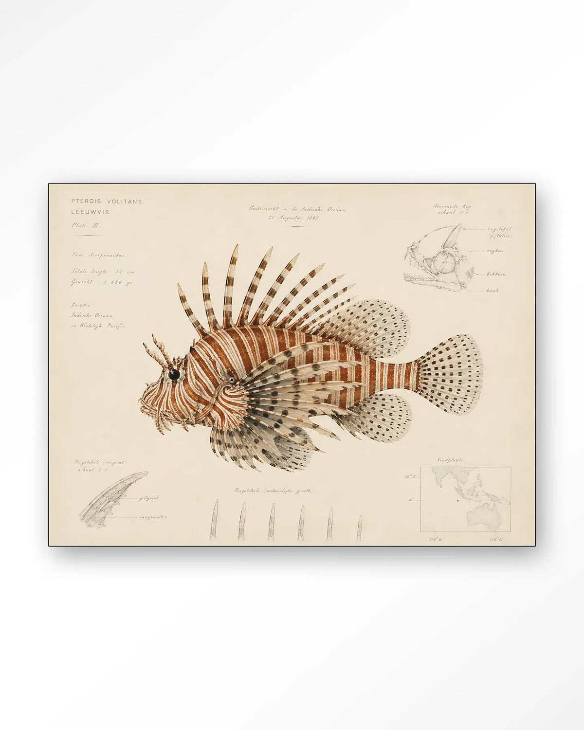 Lion Fish - Moderne Wanddecoratie | Artprint, Glass Art & Wandkleed by Urban Cotton
