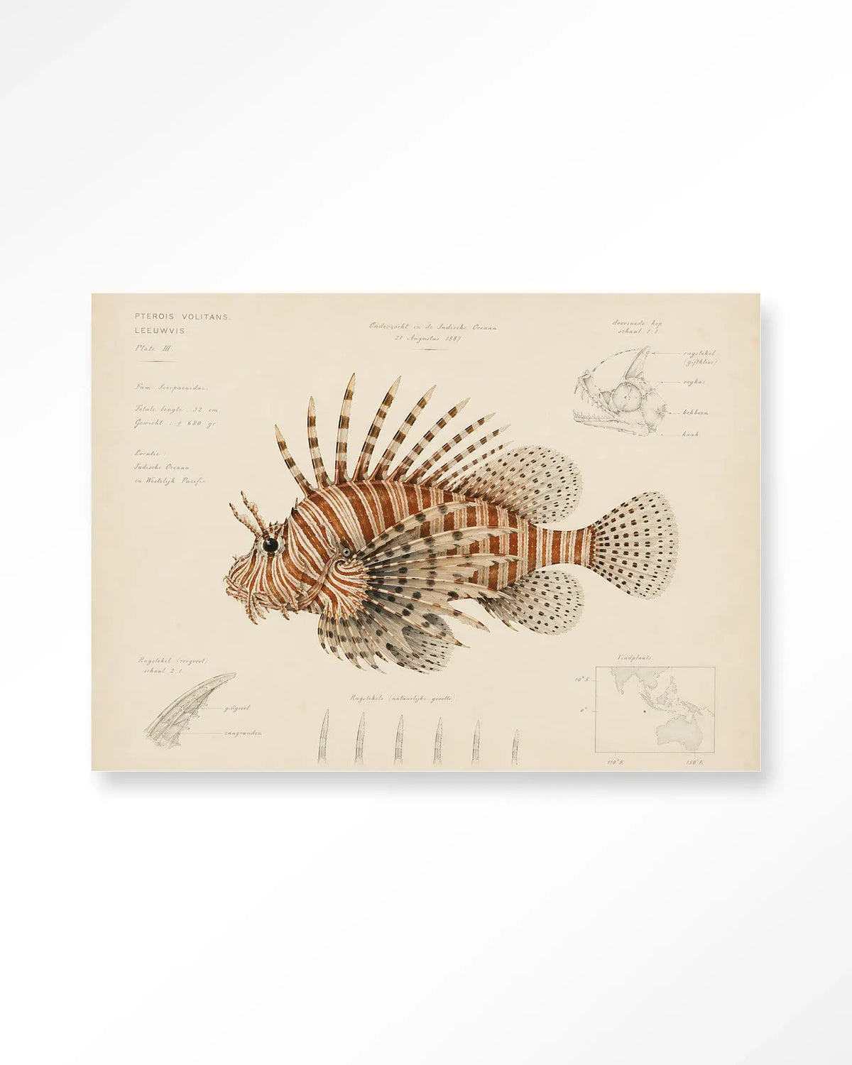 Lion Fish - Moderne Wanddecoratie | Artprint, Glass Art & Wandkleed by Urban Cotton