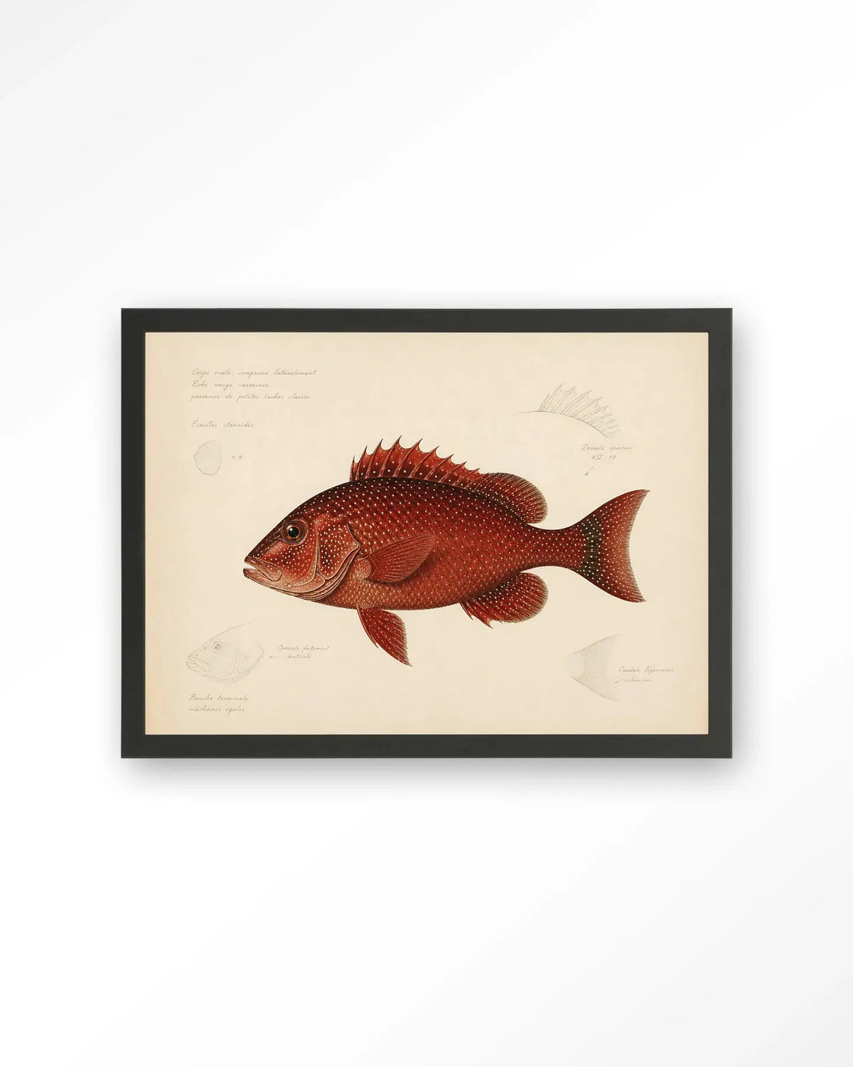 Red Snapper - Moderne Wanddecoratie | Artprint, Glass Art & Wandkleed by Urban Cotton