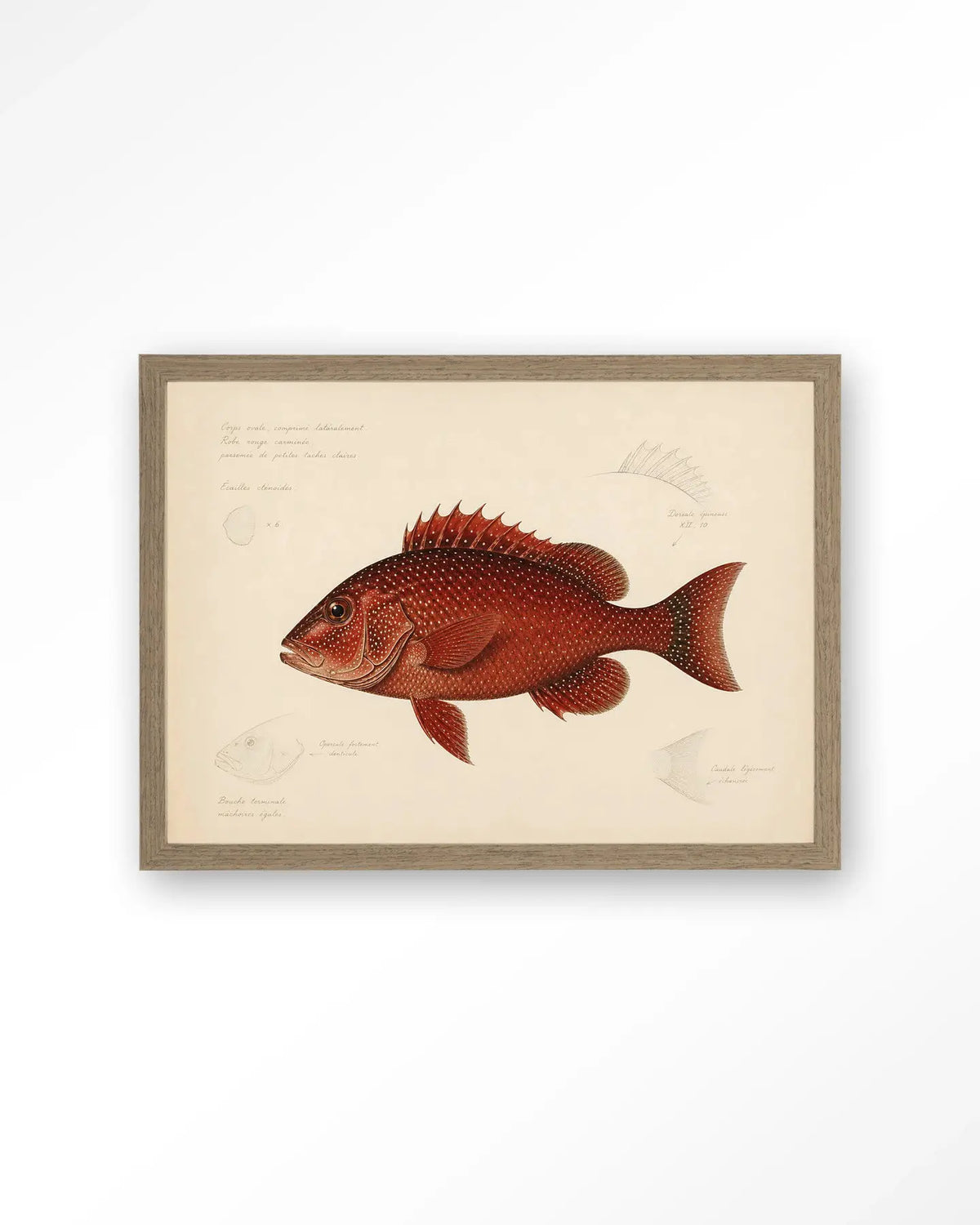 Red Snapper - Moderne Wanddecoratie | Artprint, Glass Art & Wandkleed by Urban Cotton