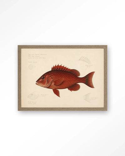 Red Snapper - Moderne Wanddecoratie | Artprint, Glass Art & Wandkleed by Urban Cotton