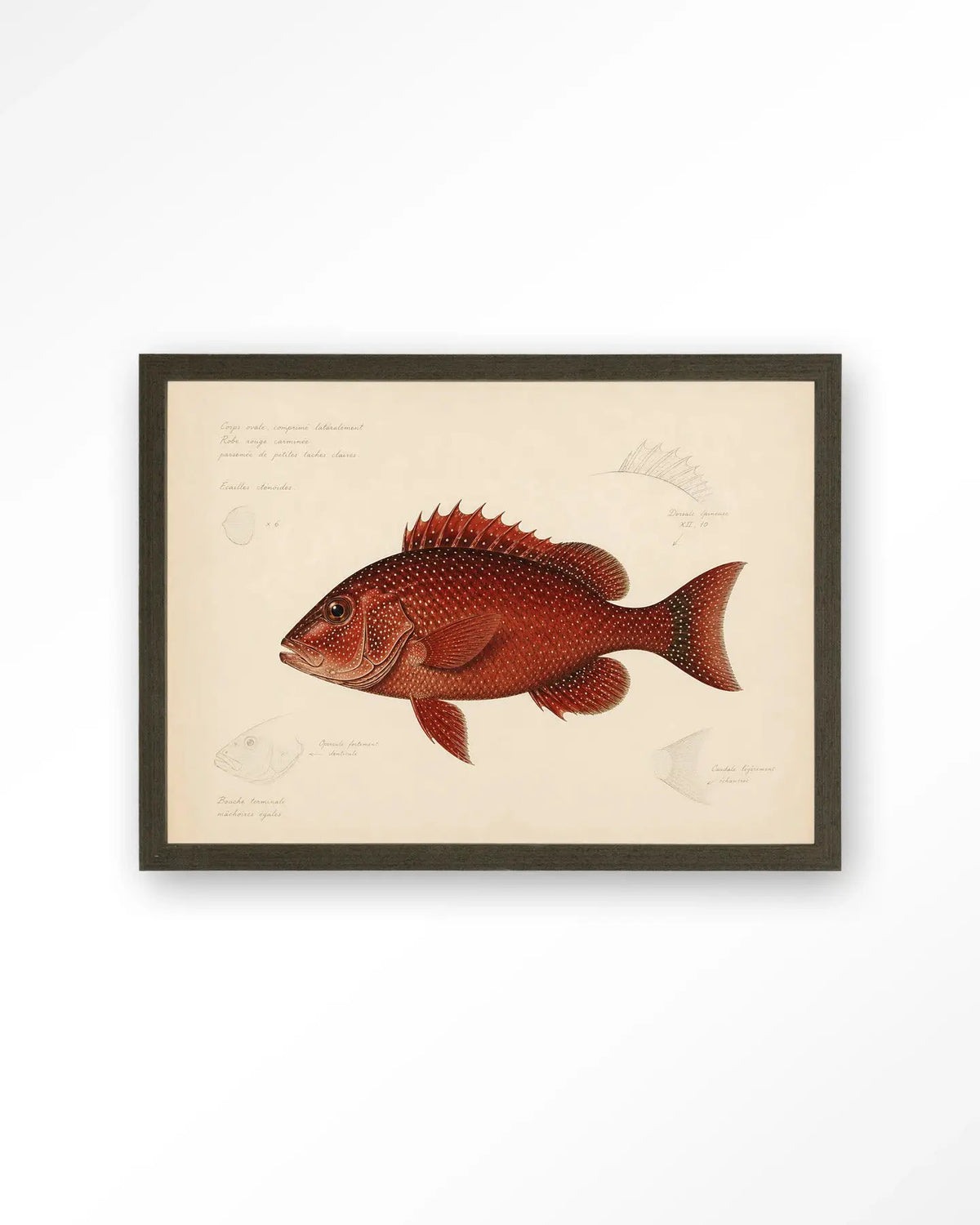 Red Snapper - Moderne Wanddecoratie | Artprint, Glass Art & Wandkleed by Urban Cotton