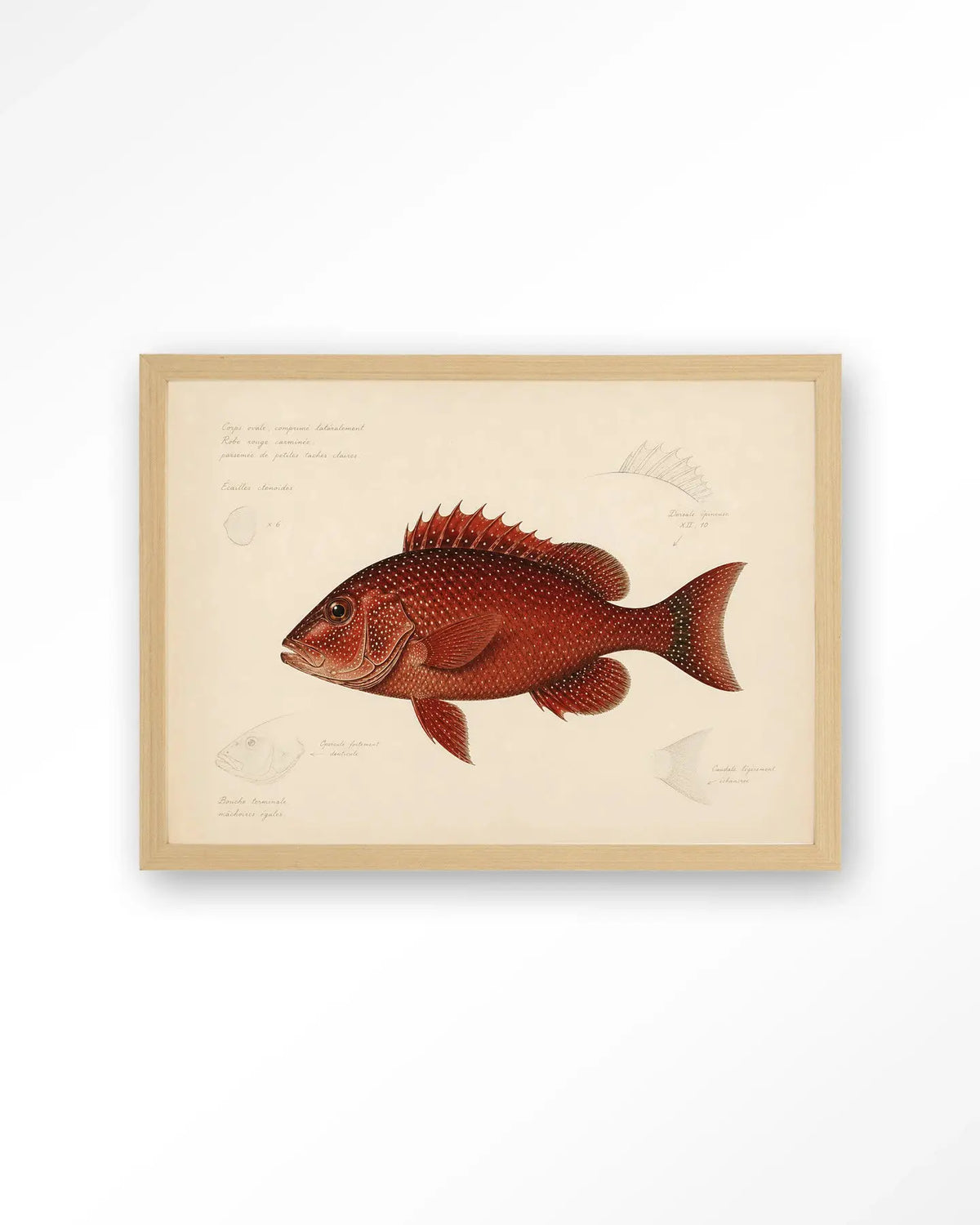 Red Snapper - Moderne Wanddecoratie | Artprint, Glass Art & Wandkleed by Urban Cotton