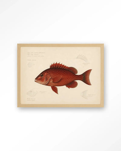 Red Snapper - Moderne Wanddecoratie | Artprint, Glass Art & Wandkleed by Urban Cotton