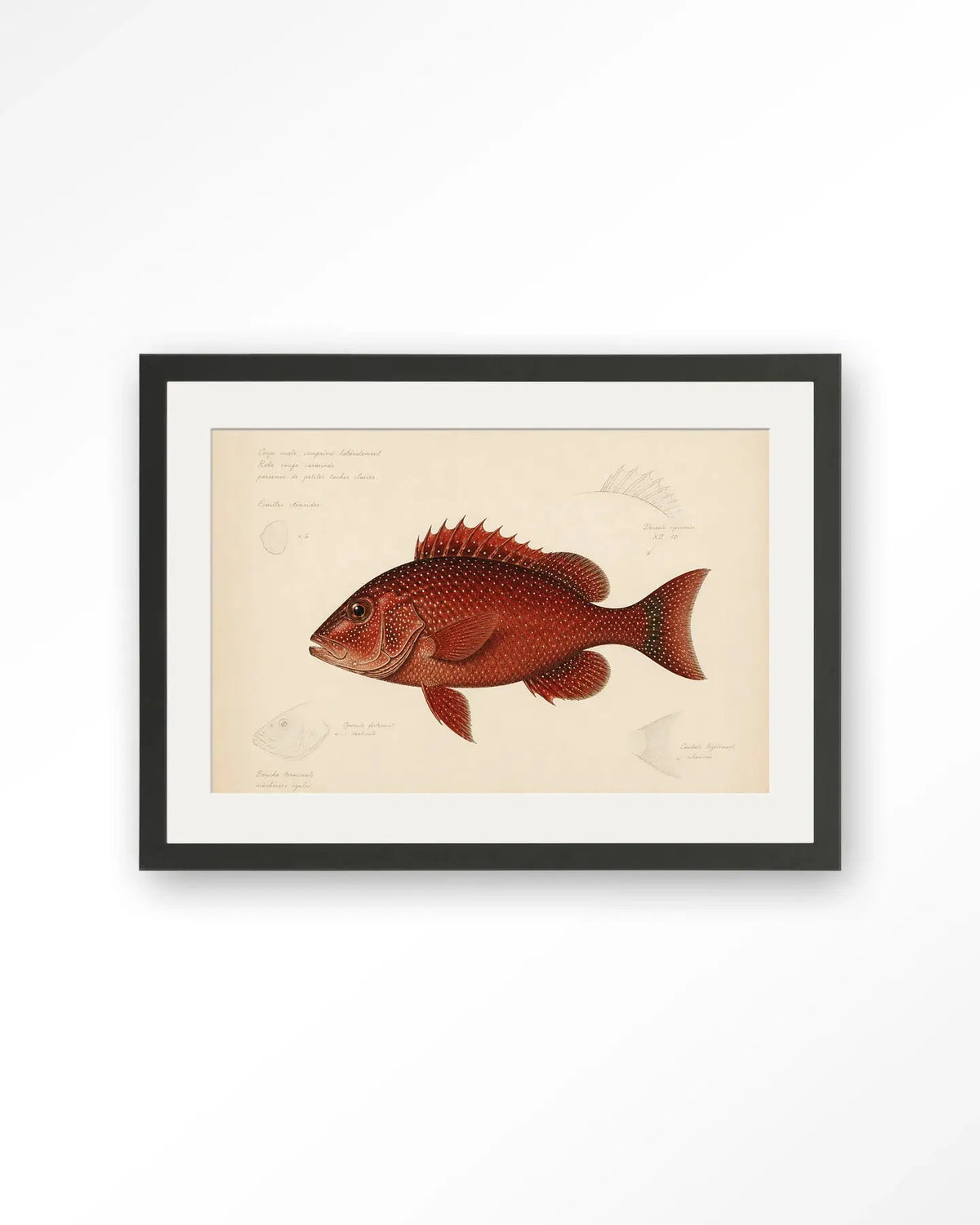 Red Snapper - Moderne Wanddecoratie | Artprint, Glass Art & Wandkleed by Urban Cotton