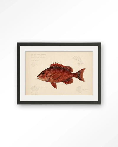 Red Snapper - Moderne Wanddecoratie | Artprint, Glass Art & Wandkleed by Urban Cotton