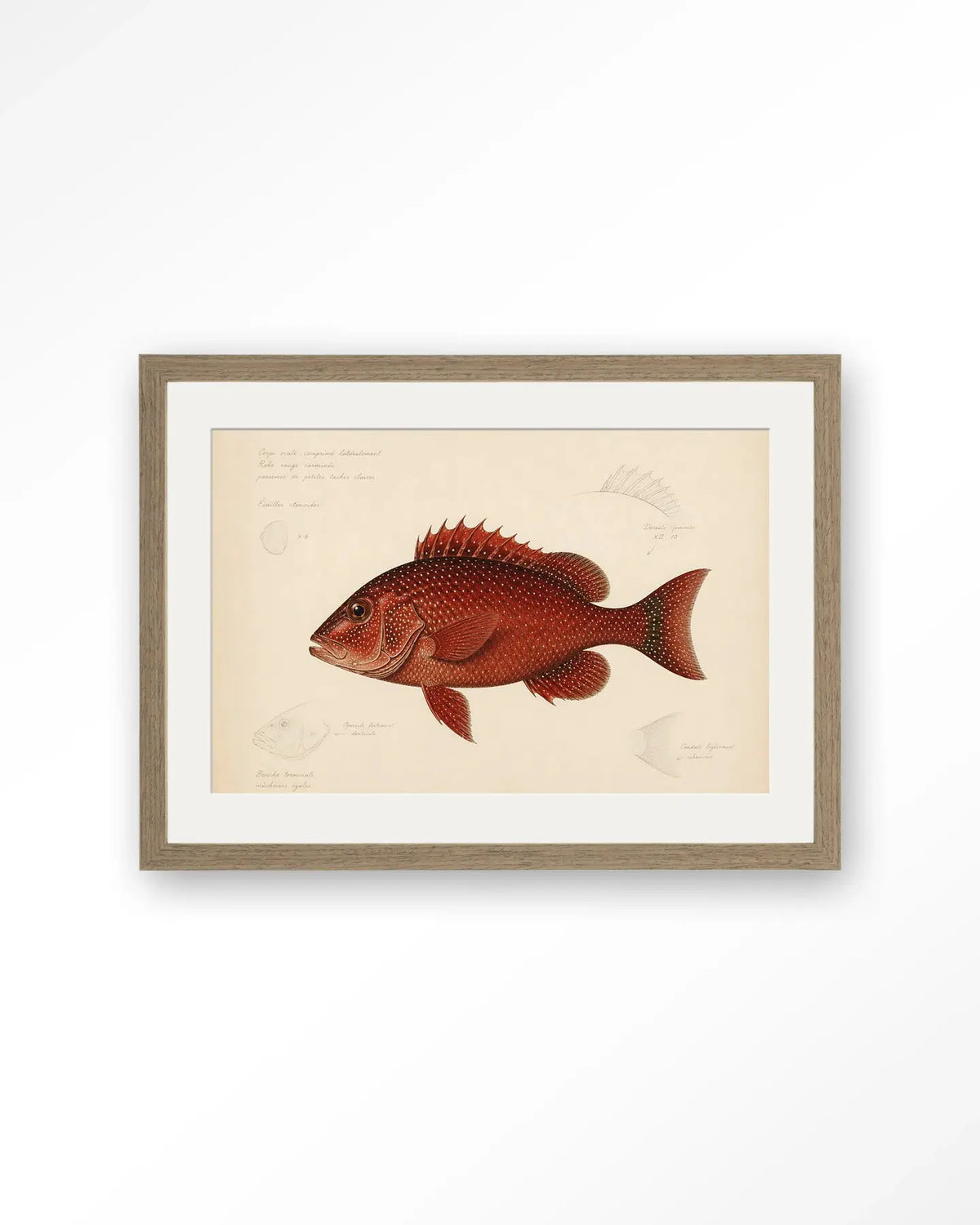 Red Snapper - Moderne Wanddecoratie | Artprint, Glass Art & Wandkleed by Urban Cotton