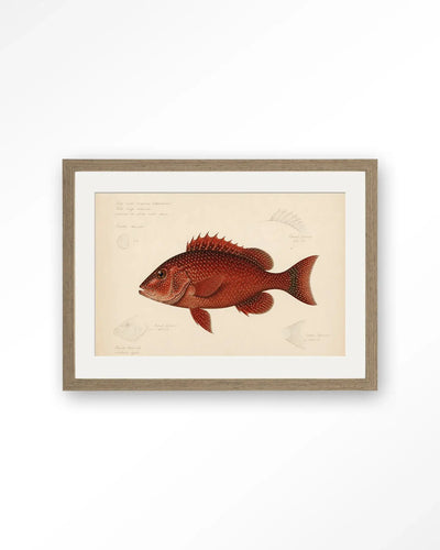 Red Snapper - Moderne Wanddecoratie | Artprint, Glass Art & Wandkleed by Urban Cotton