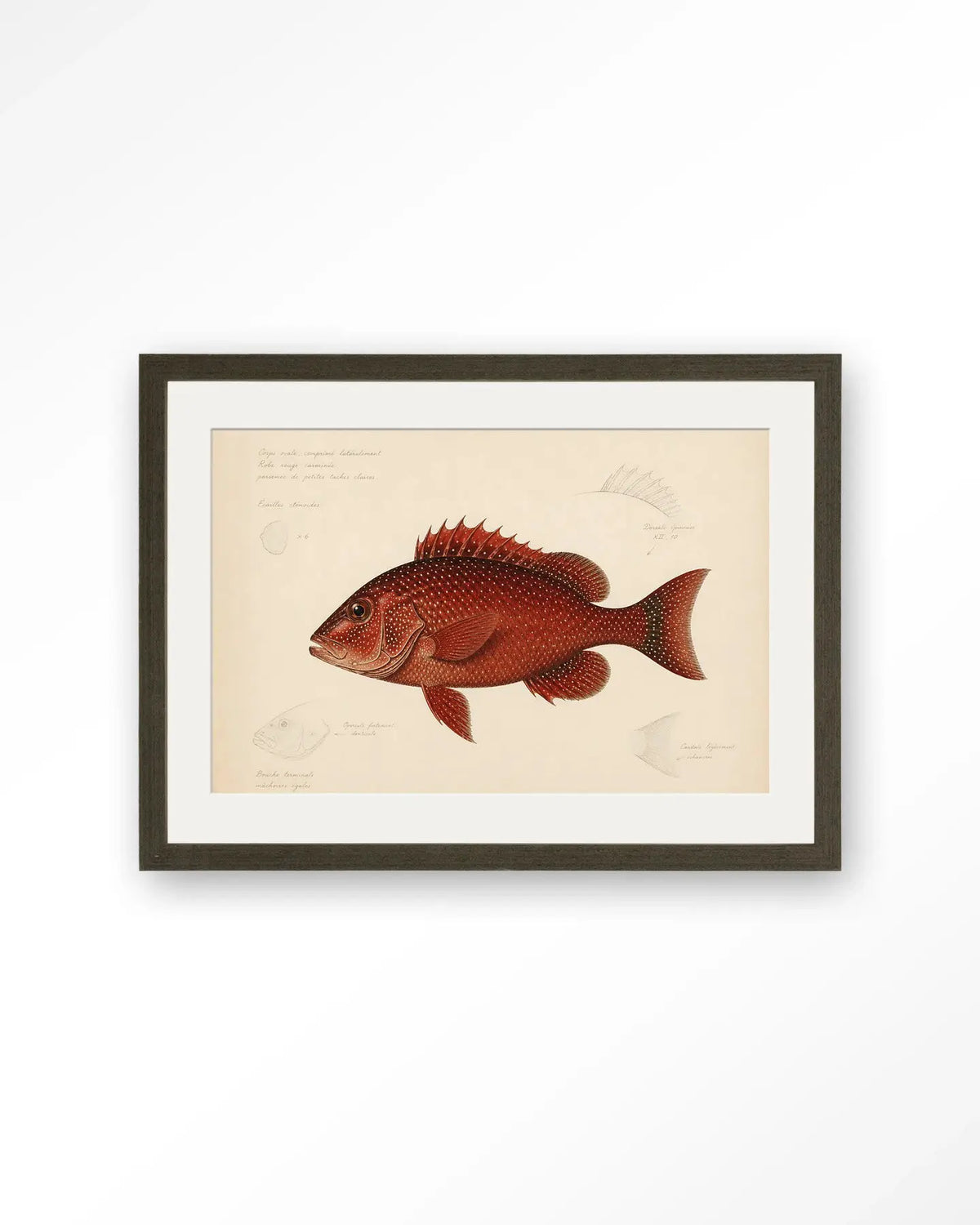 Red Snapper - Moderne Wanddecoratie | Artprint, Glass Art & Wandkleed by Urban Cotton