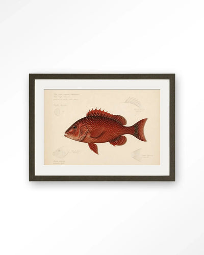 Red Snapper - Moderne Wanddecoratie | Artprint, Glass Art & Wandkleed by Urban Cotton
