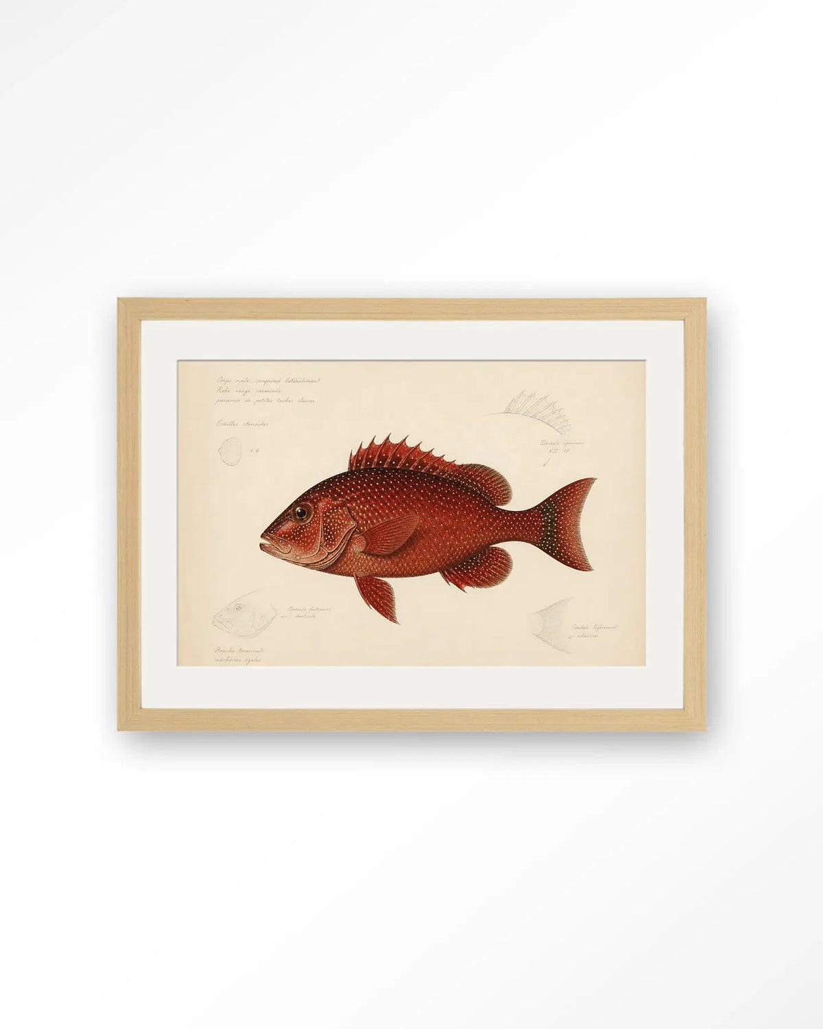 Red Snapper - Moderne Wanddecoratie | Artprint, Glass Art & Wandkleed by Urban Cotton
