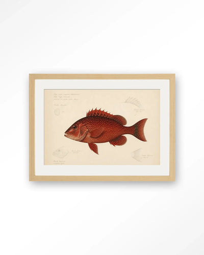 Red Snapper - Moderne Wanddecoratie | Artprint, Glass Art & Wandkleed by Urban Cotton
