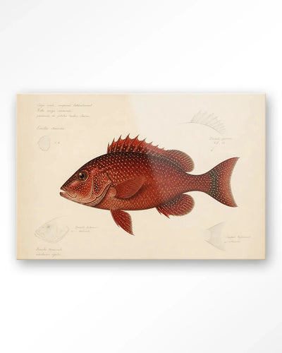 Red Snapper - Moderne Wanddecoratie | Artprint, Glass Art & Wandkleed by Urban Cotton