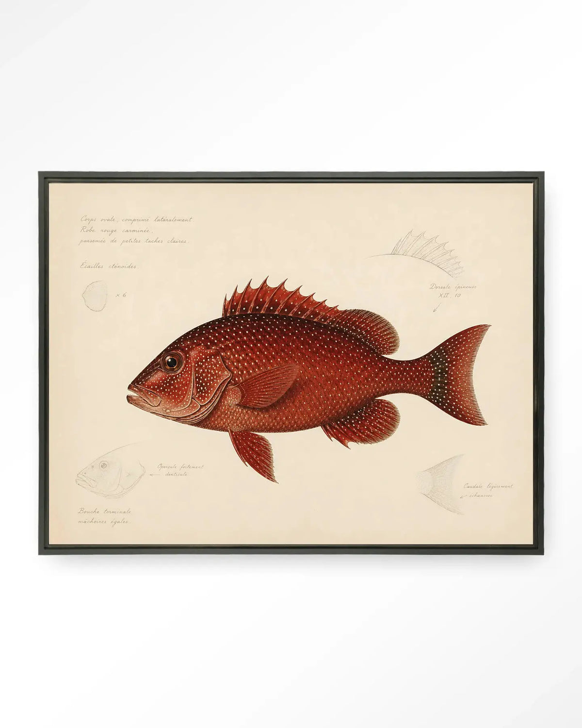 Red Snapper - Moderne Wanddecoratie | Artprint, Glass Art & Wandkleed by Urban Cotton