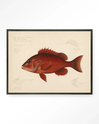 Red Snapper - Moderne Wanddecoratie | Artprint, Glass Art & Wandkleed by Urban Cotton