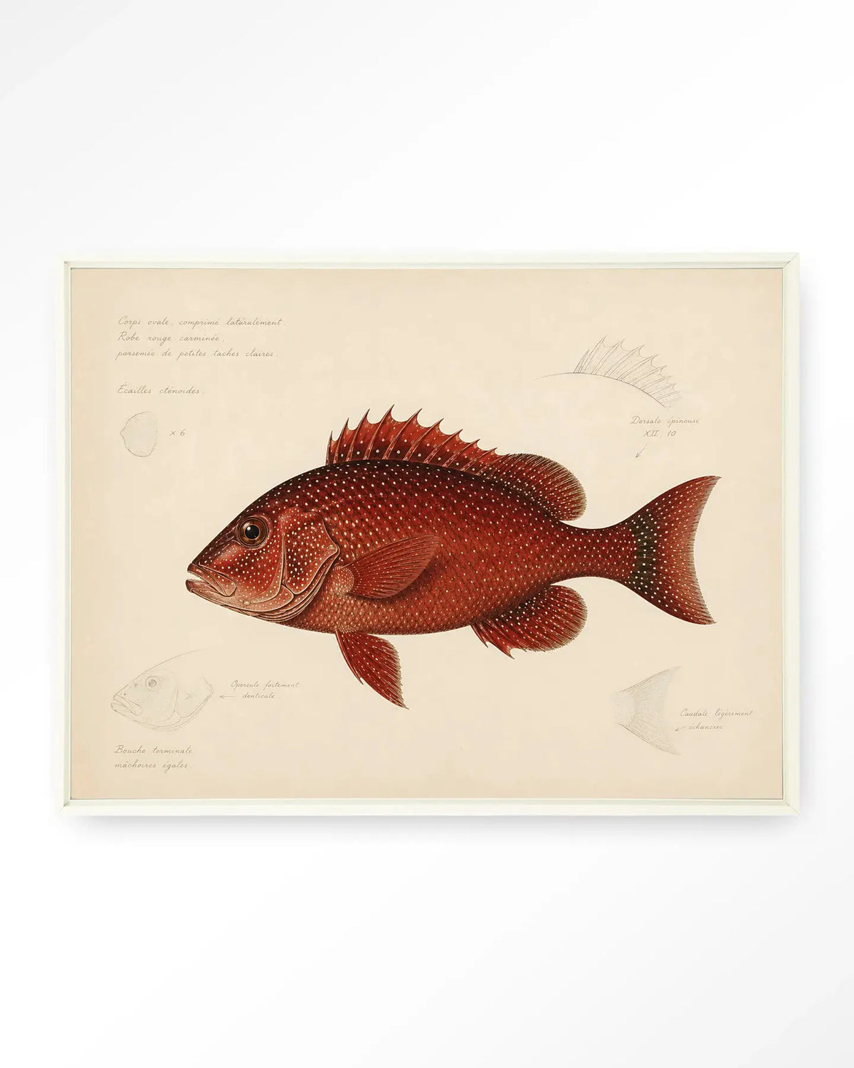 Red Snapper - Moderne Wanddecoratie | Artprint, Glass Art & Wandkleed by Urban Cotton