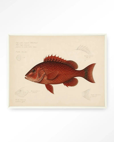 Red Snapper - Moderne Wanddecoratie | Artprint, Glass Art & Wandkleed by Urban Cotton
