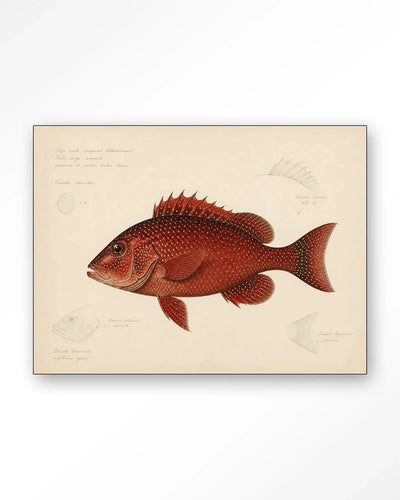 Red Snapper - Moderne Wanddecoratie | Artprint, Glass Art & Wandkleed by Urban Cotton